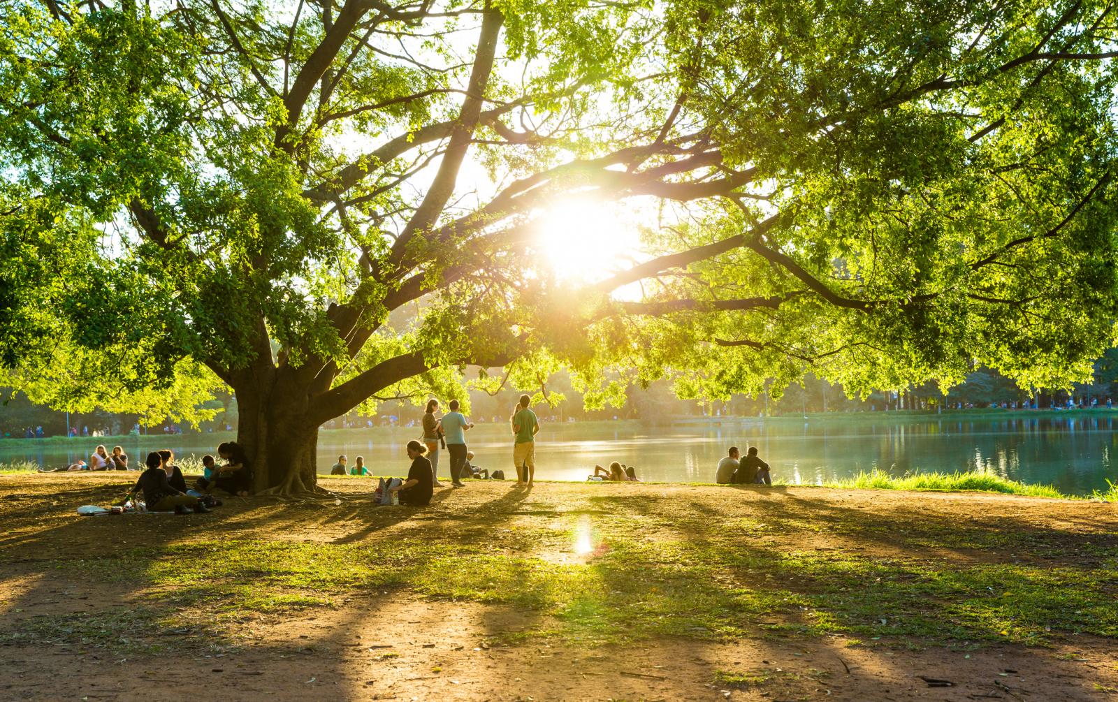 Park im Gegenlicht